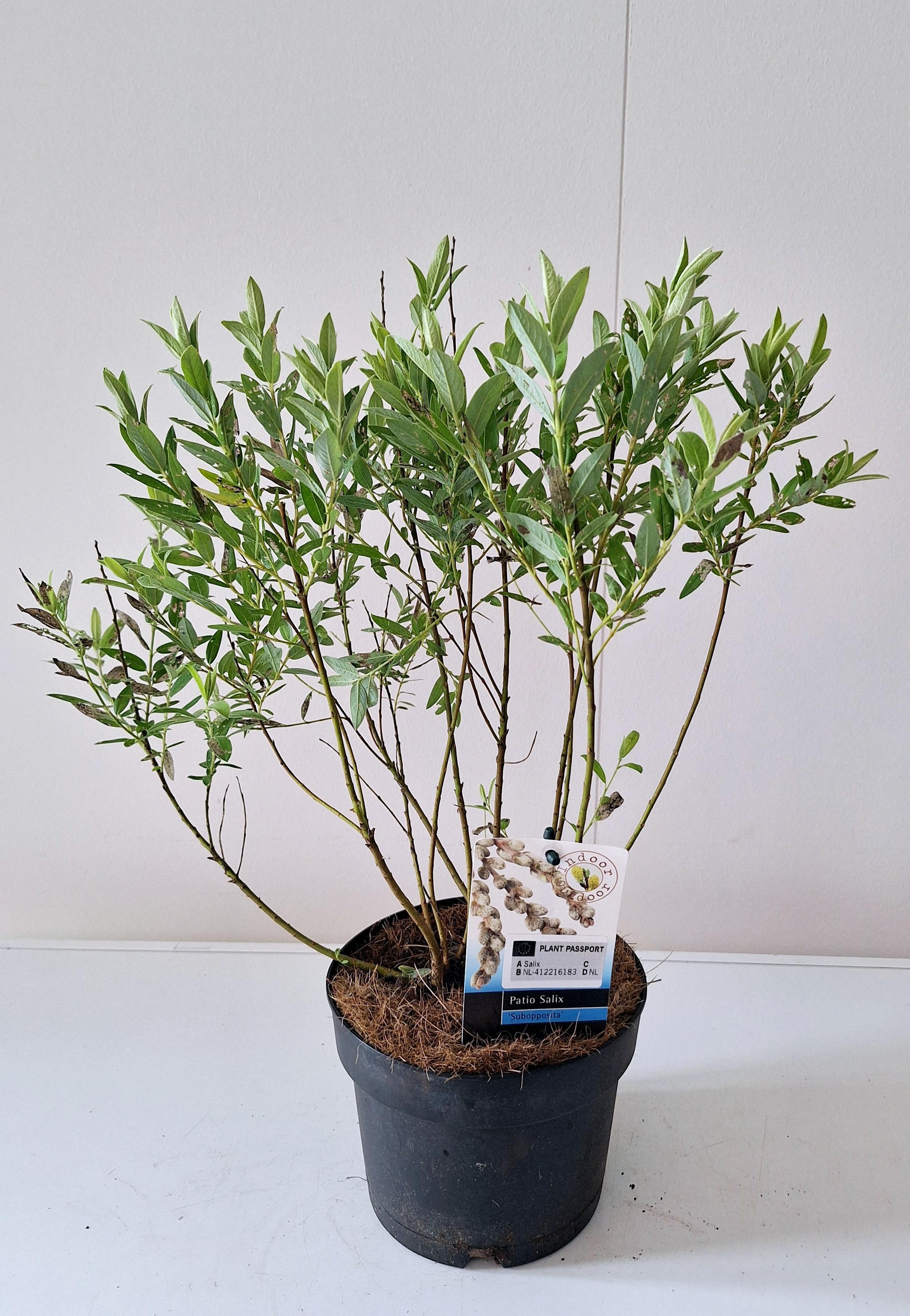 Picture of Salix Subopposita bush P17