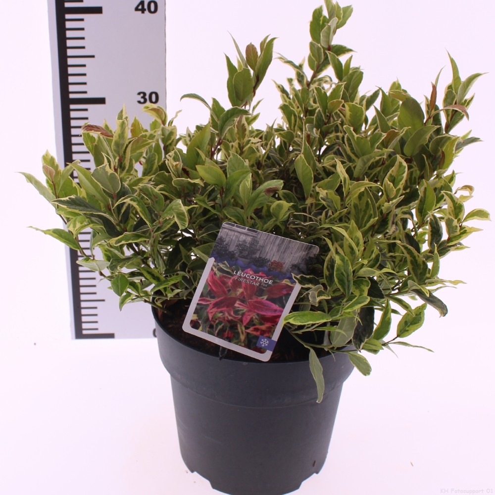 Picture of Leucothoe 'Firestar' PBR