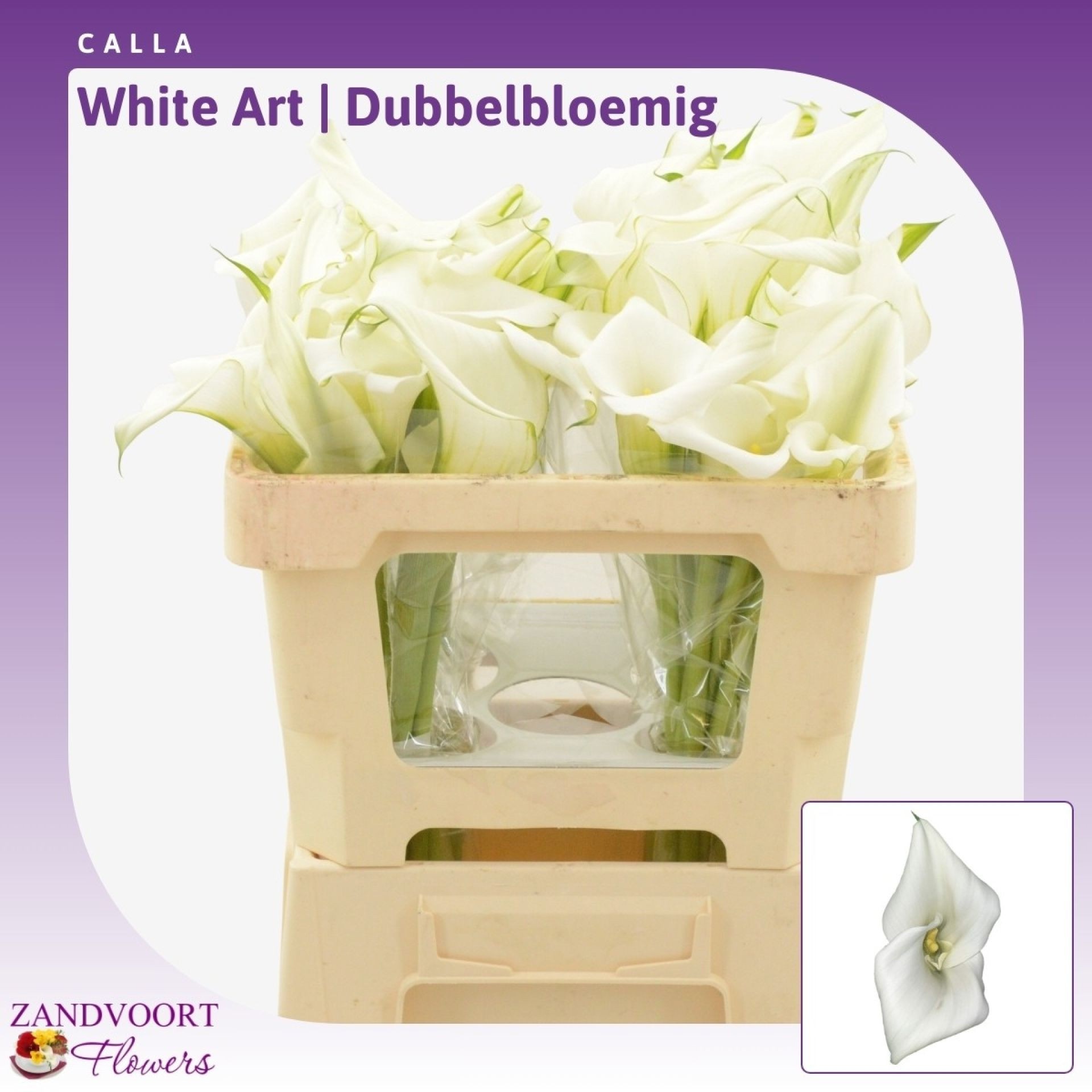 Calla White Art 50cm