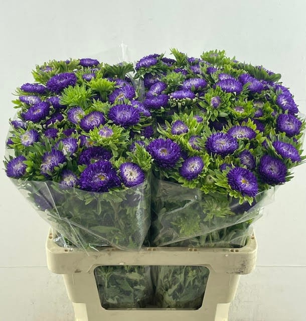 Callis Mats D Blauw