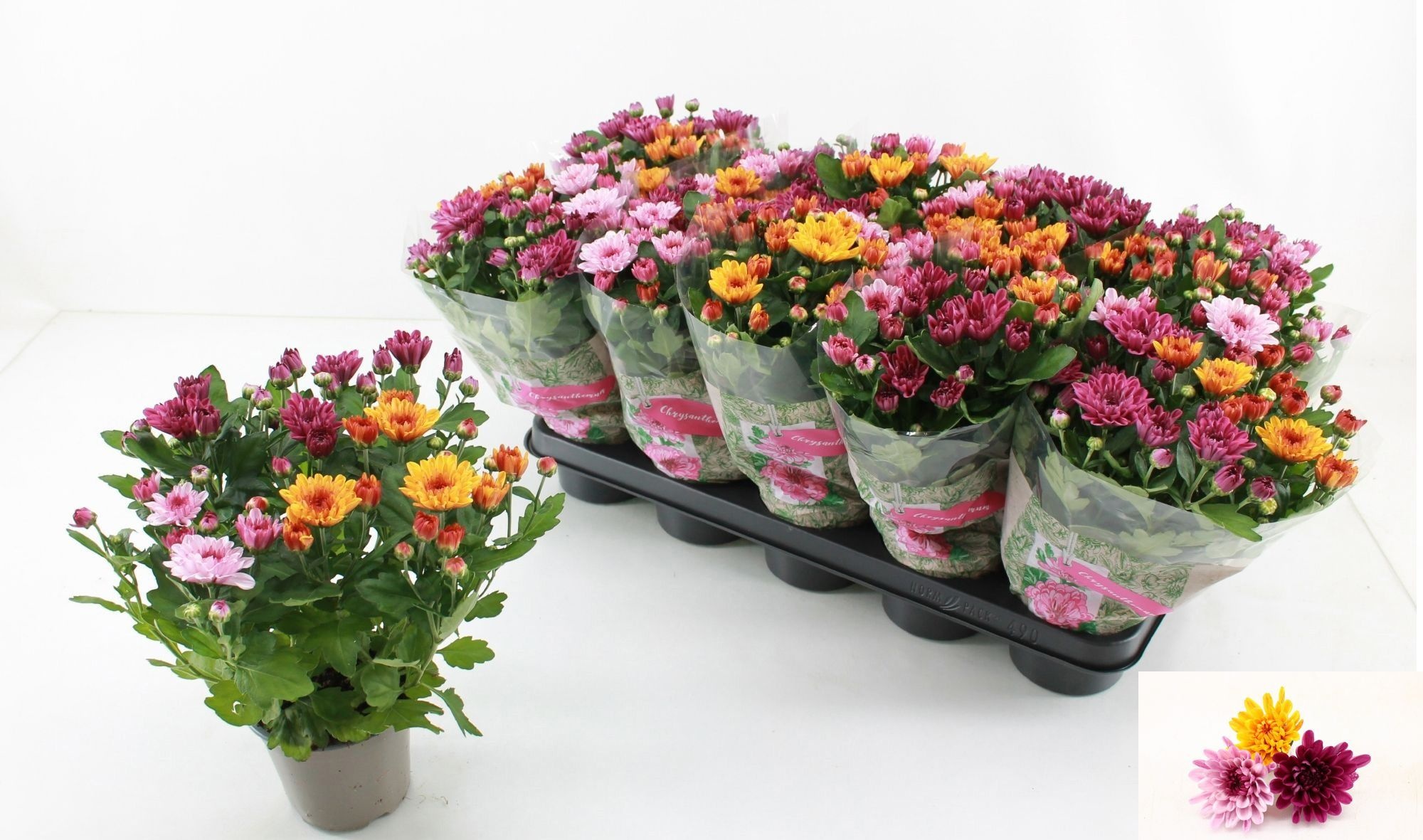 Chrys Mo Aub Gem Pot 12Ø 28cm