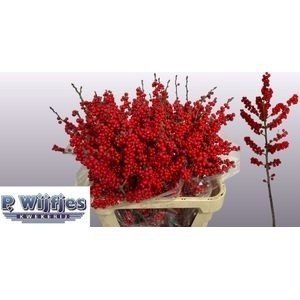 Ilex Verticlilata 80cm