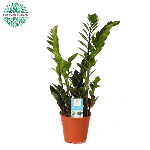 Zamioculcas Zamioculcas