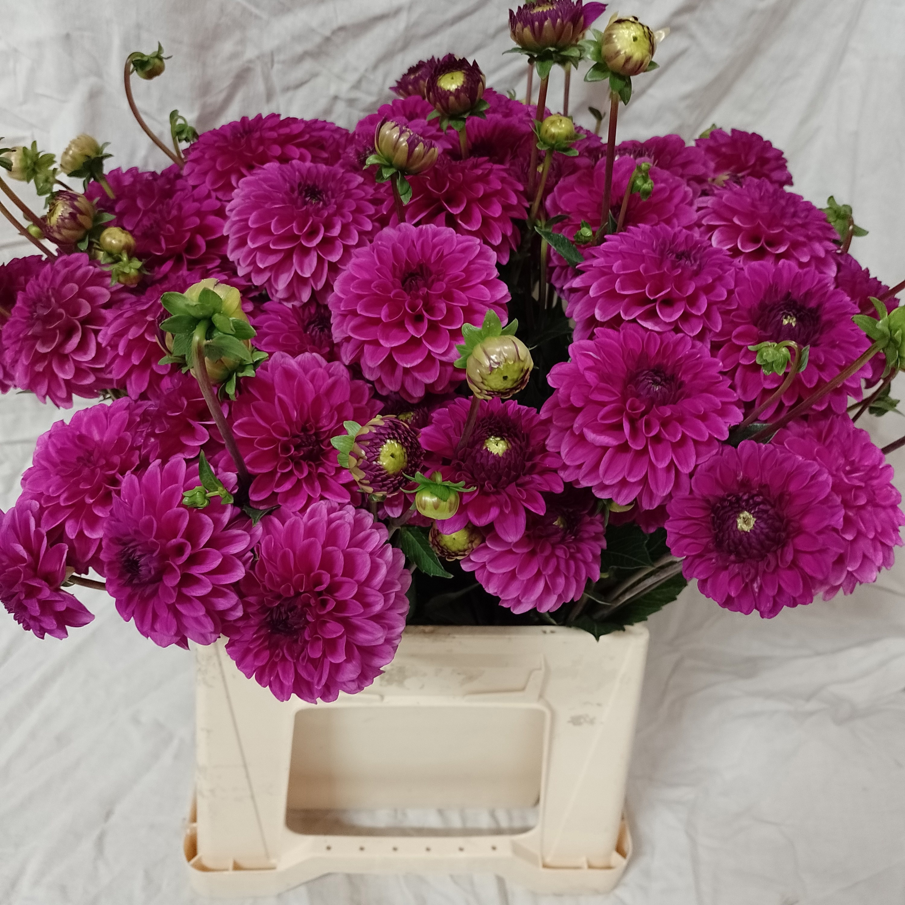 Dahlia Purple Fox 50cm