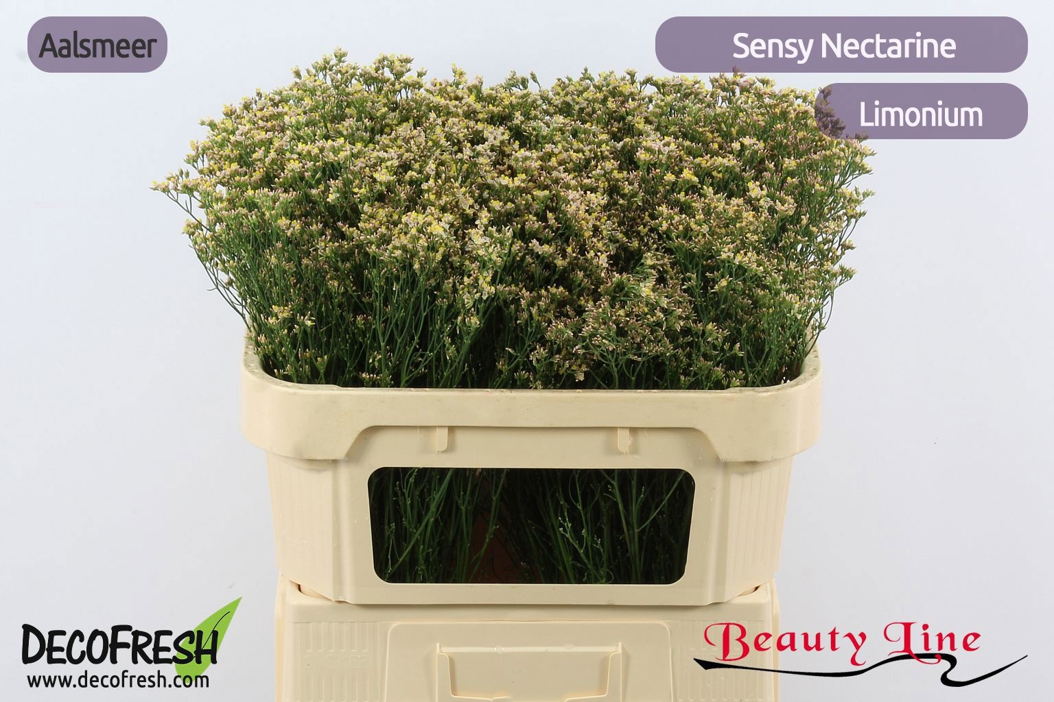 Limonium Sin Nectarine 70cm 25gram