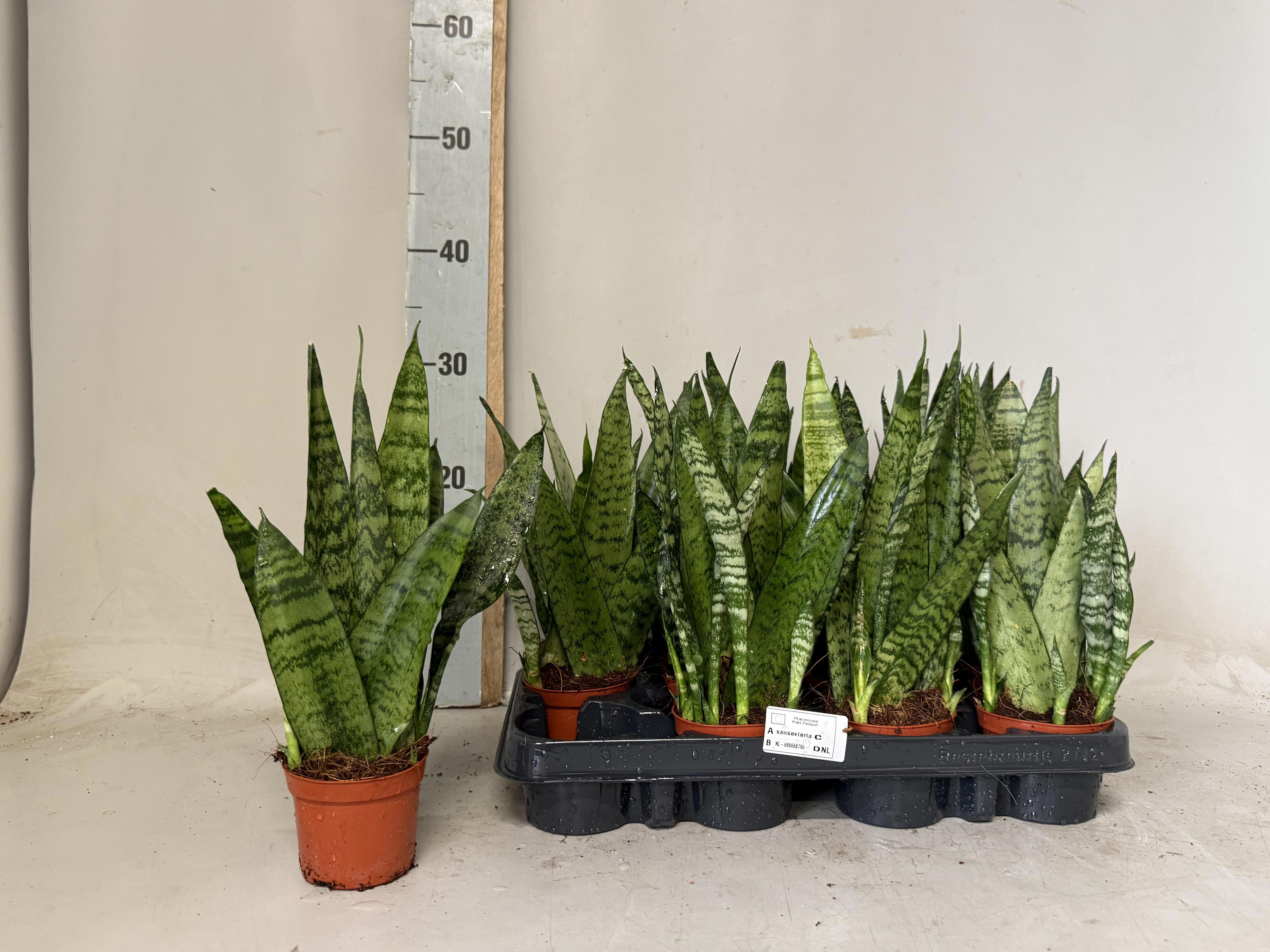 Sansev Zeylanica 9Ø 30cm