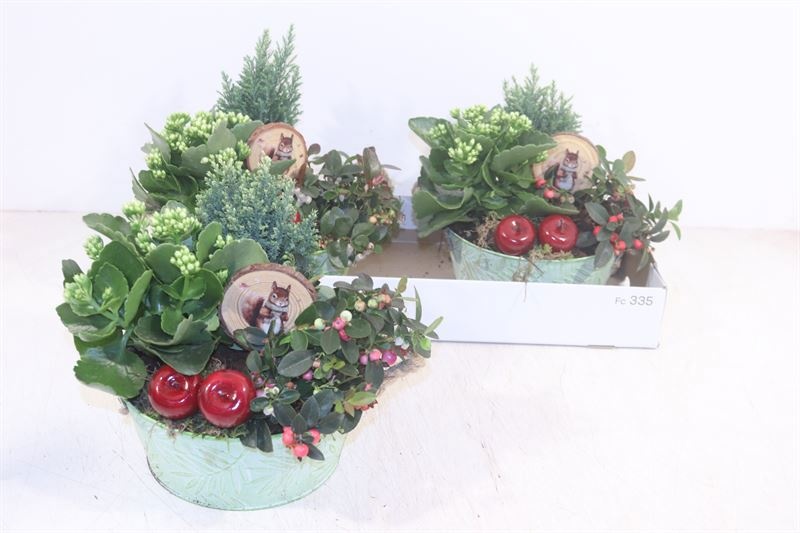 Arr Tuinplanten 22P 28cm