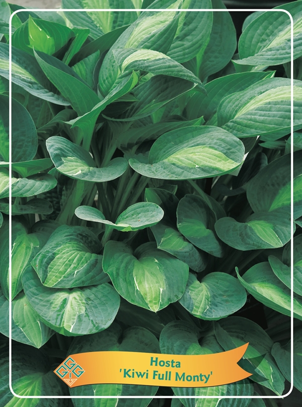 Picture of Hosta Mix 6x10 srt. per shelve P11