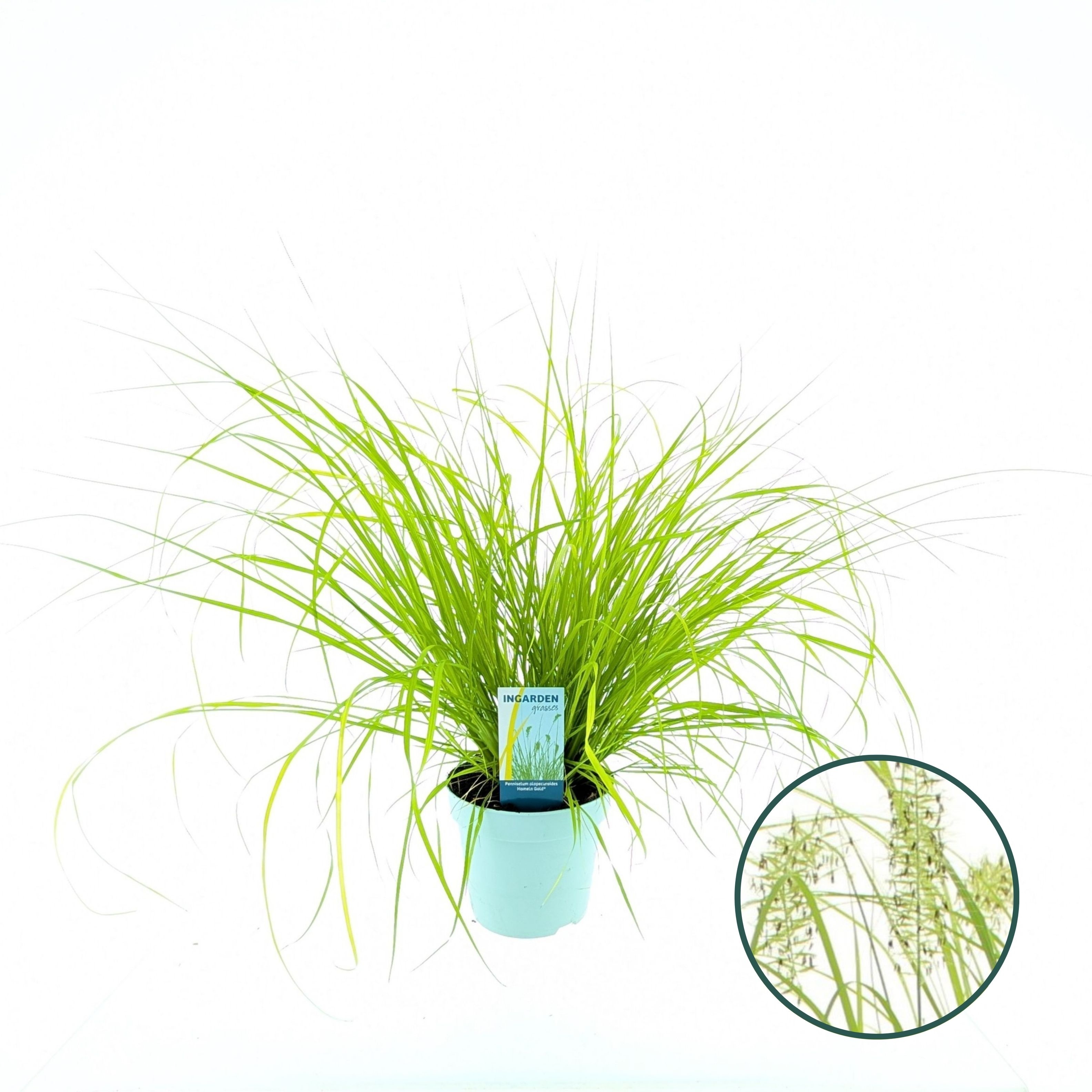 Picture of Pennisetum alopecuroides 'Hameln Gold'