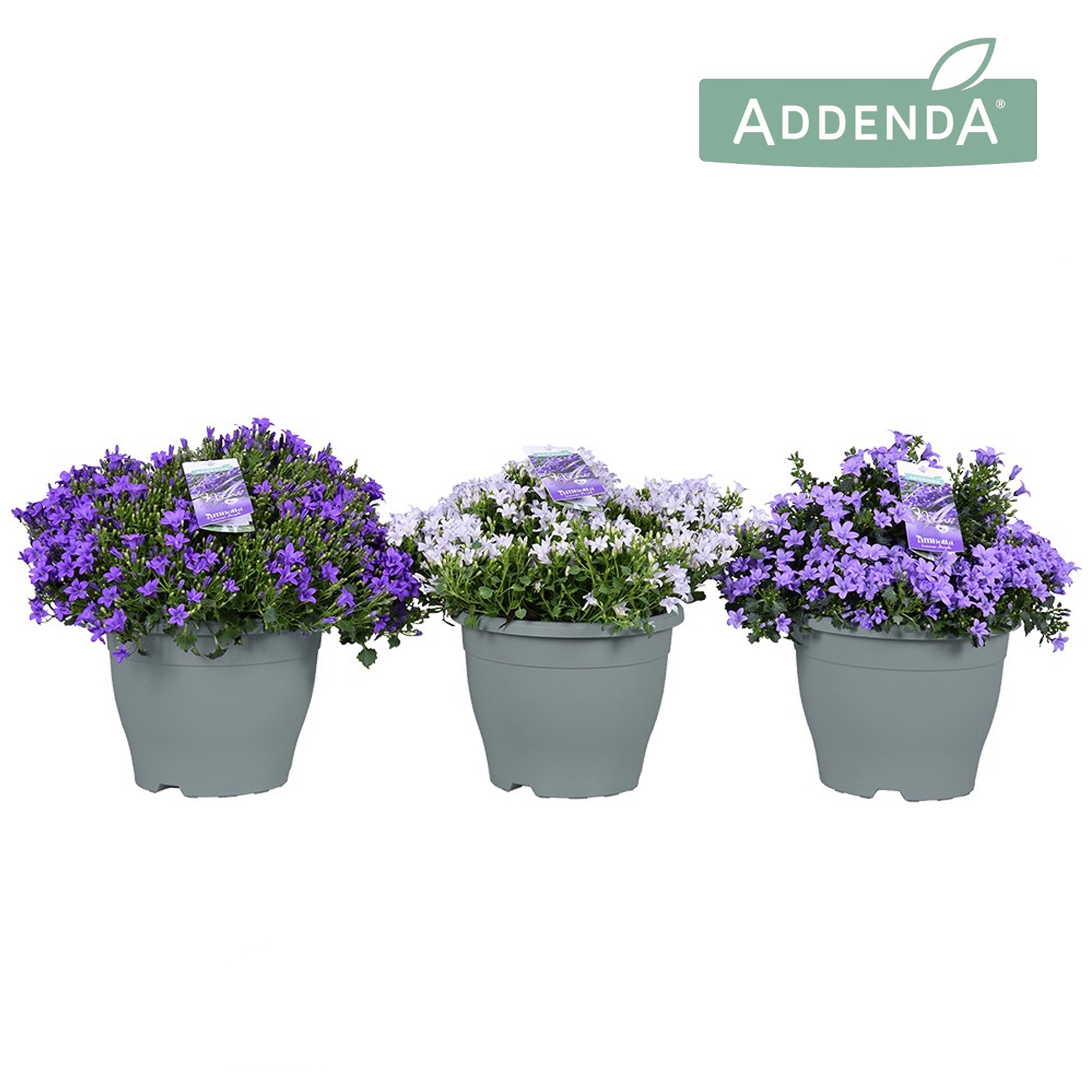 Campanula Ambella® in patiopot Mix