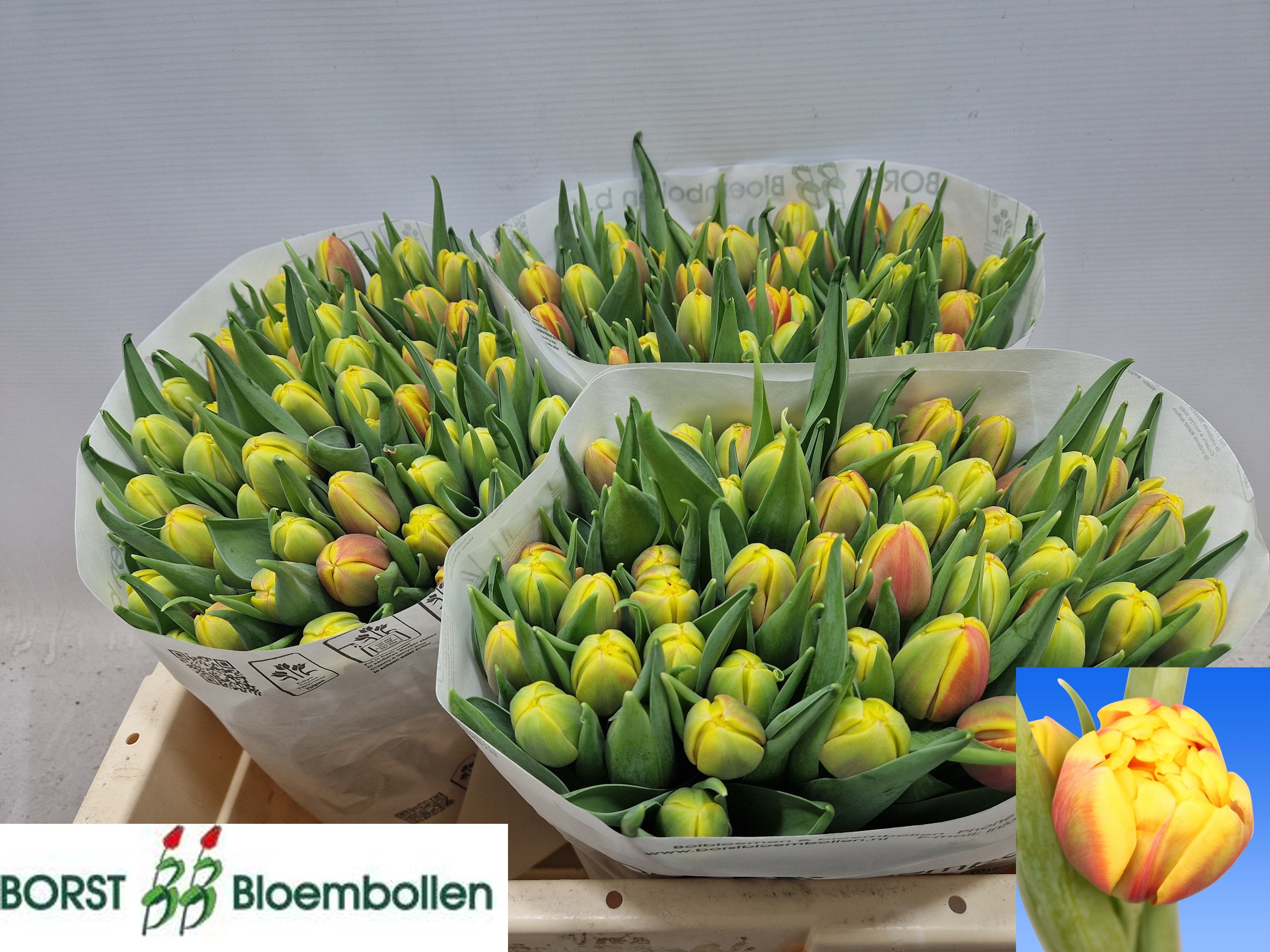 Tulipa Double Shell 34cm 28gram