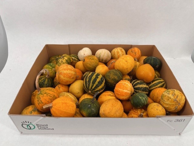 Ornamental Fruits Per Piece