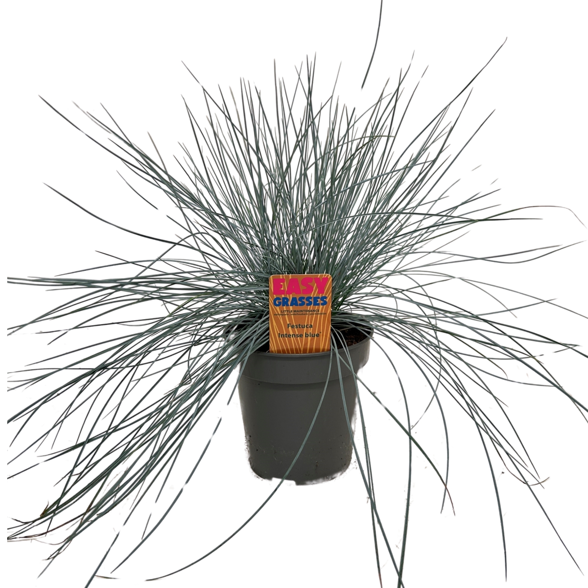 Picture of Festuca glauca Intense Bkue 13cm