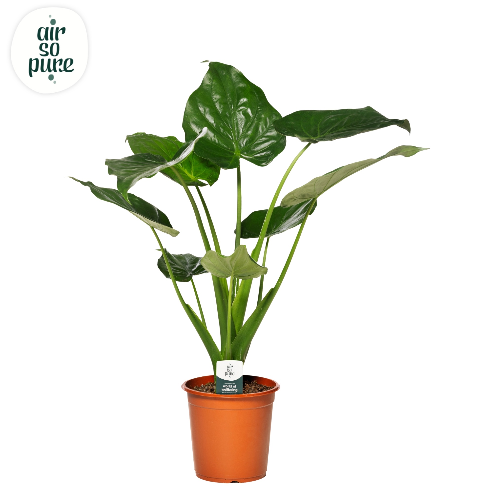 Alocasia cucullata air pure so