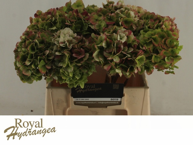 Hydrangea Verena Classic Red Green 40cm 16Ø