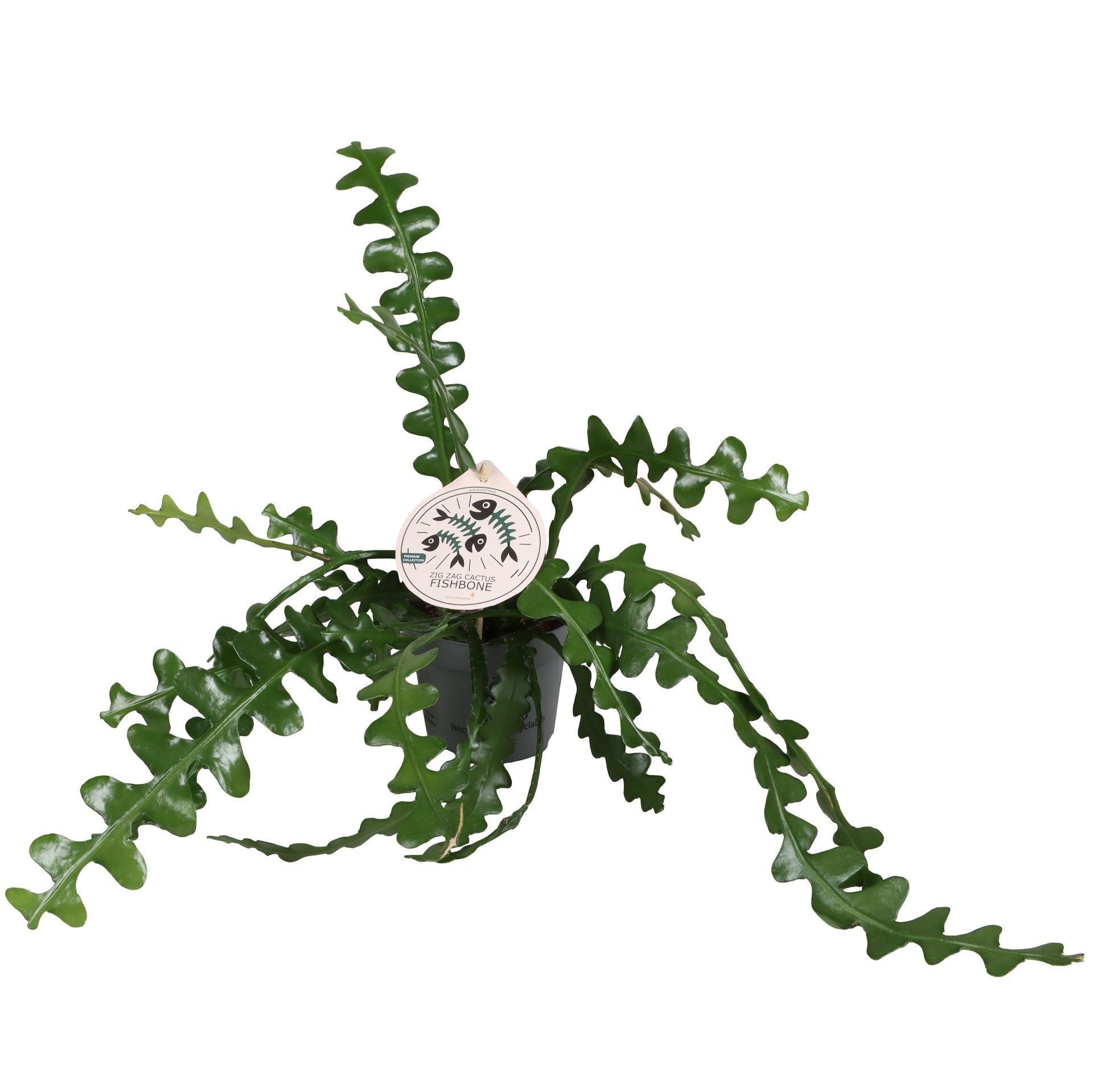 Epiphyllum Anguliger Fishbone