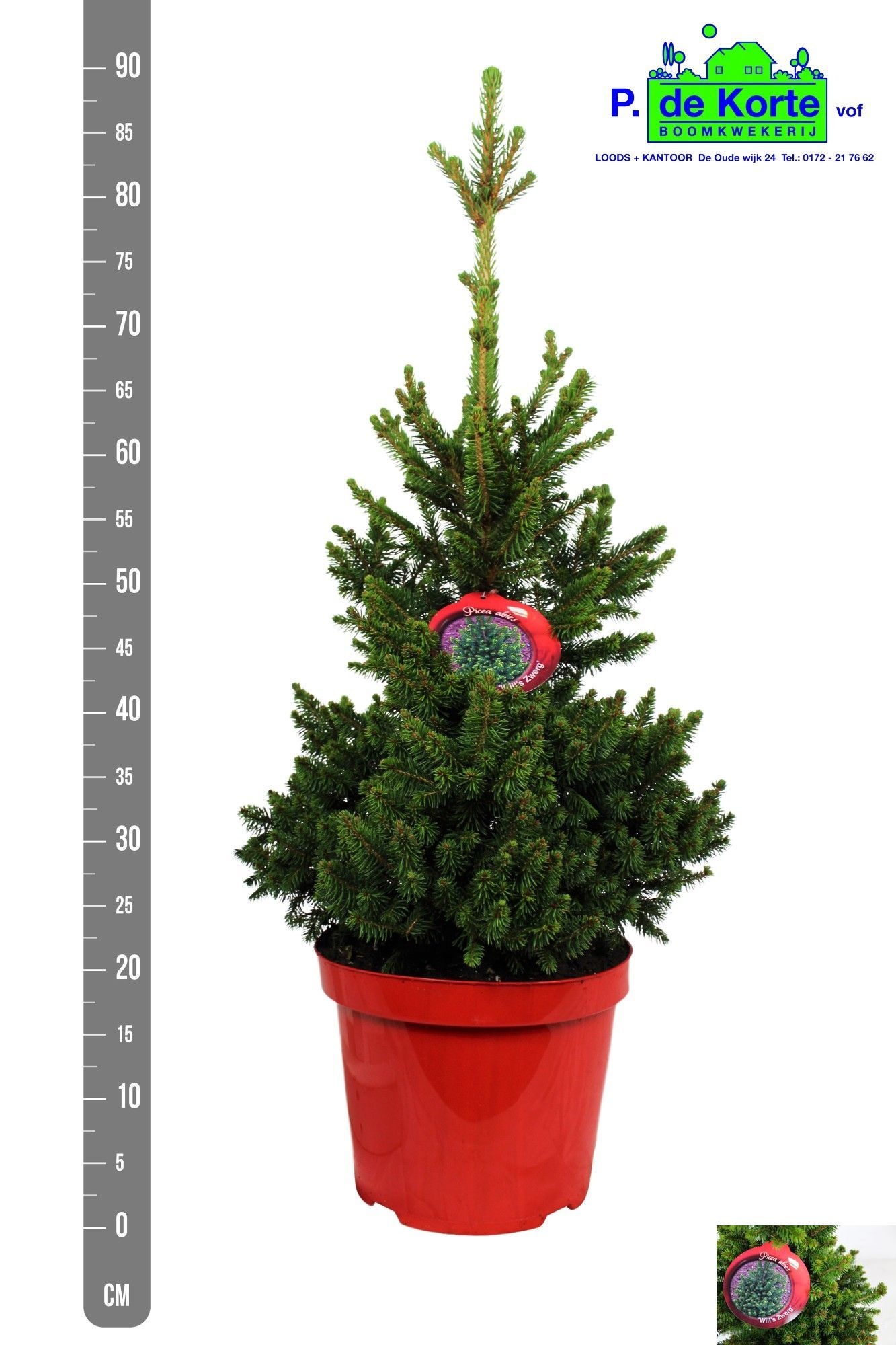 Picea Ab Wills Zwerg 25P 85H