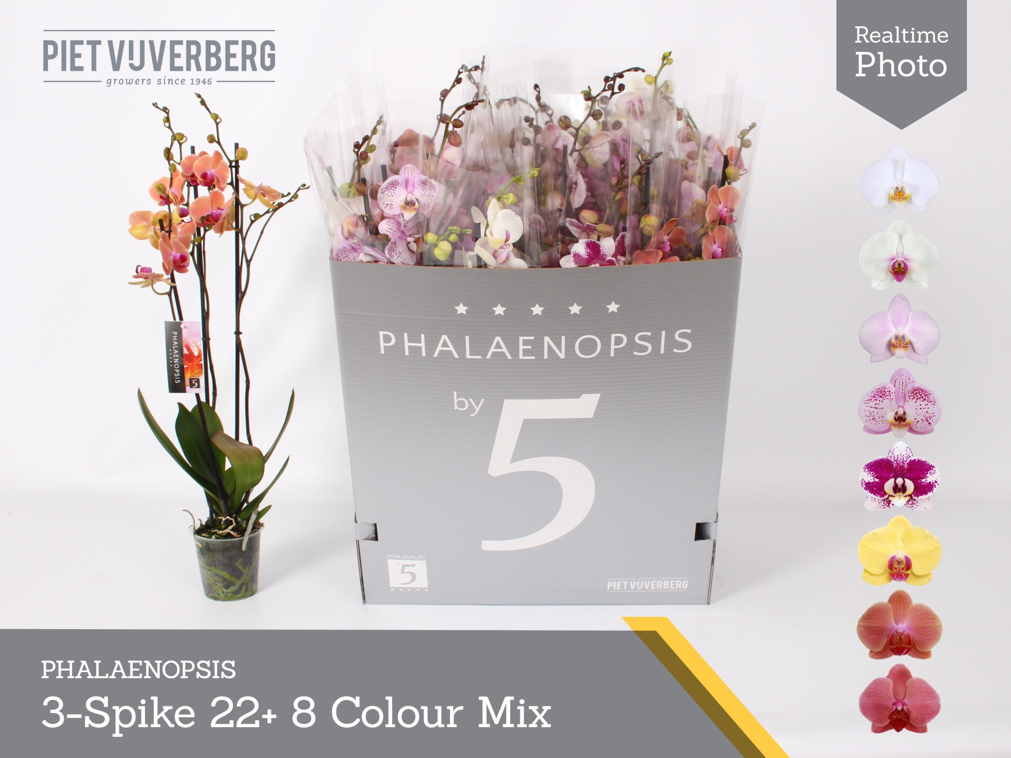 Phal Gem 8 Kl 12P 70H 3TAK 22bloem 23bloei
