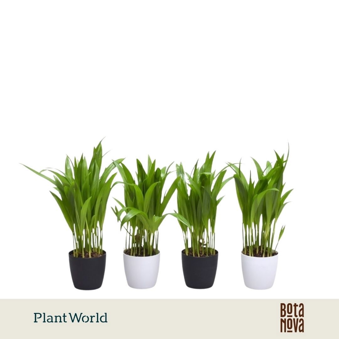 Dypsis lutescens (Areca) in Sara Black & White