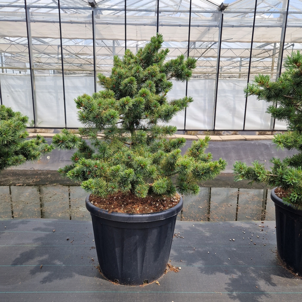 Picture of Pinus parviflora Fuku-zu-mi C80 80/100