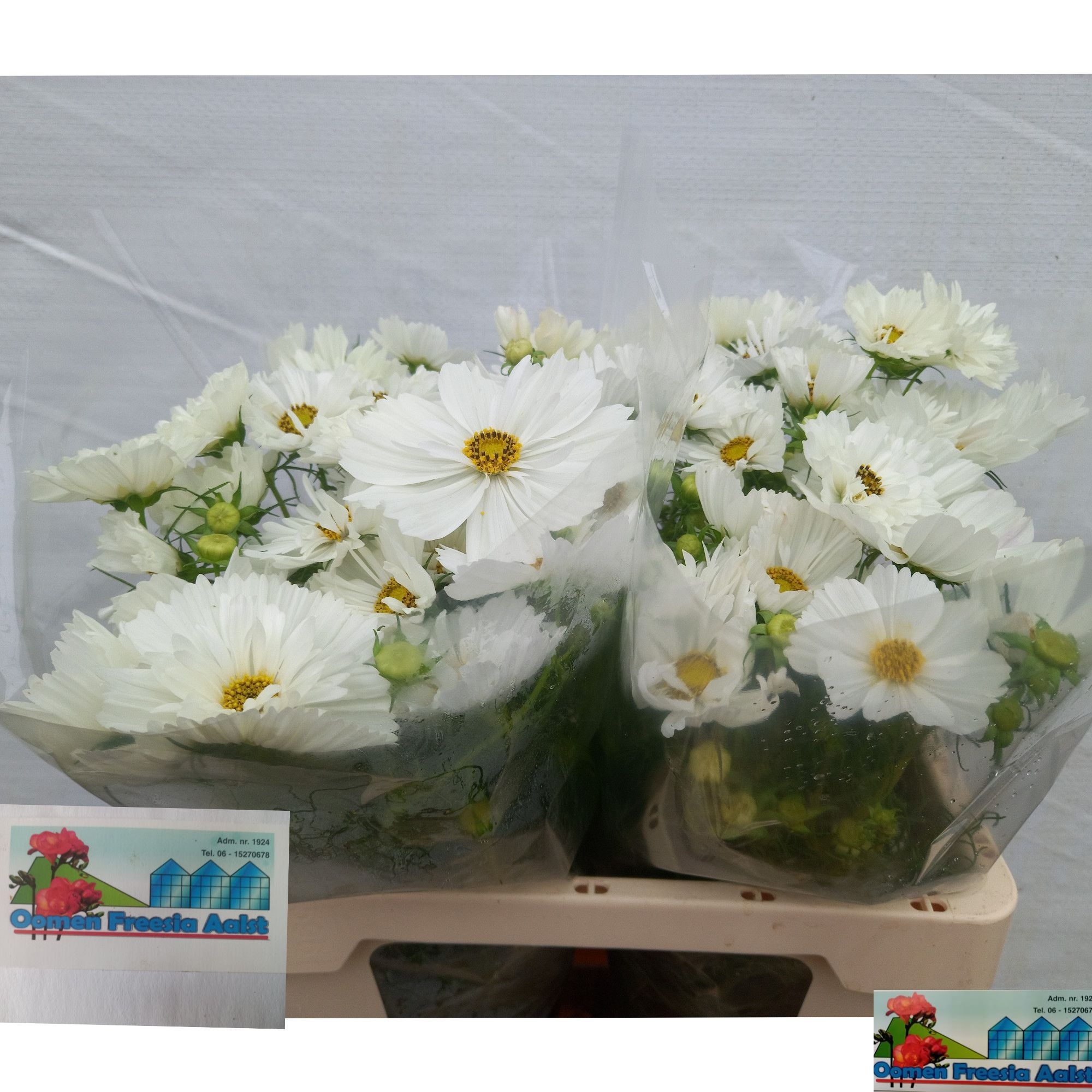 Cosmos Bipinnatus 60cm