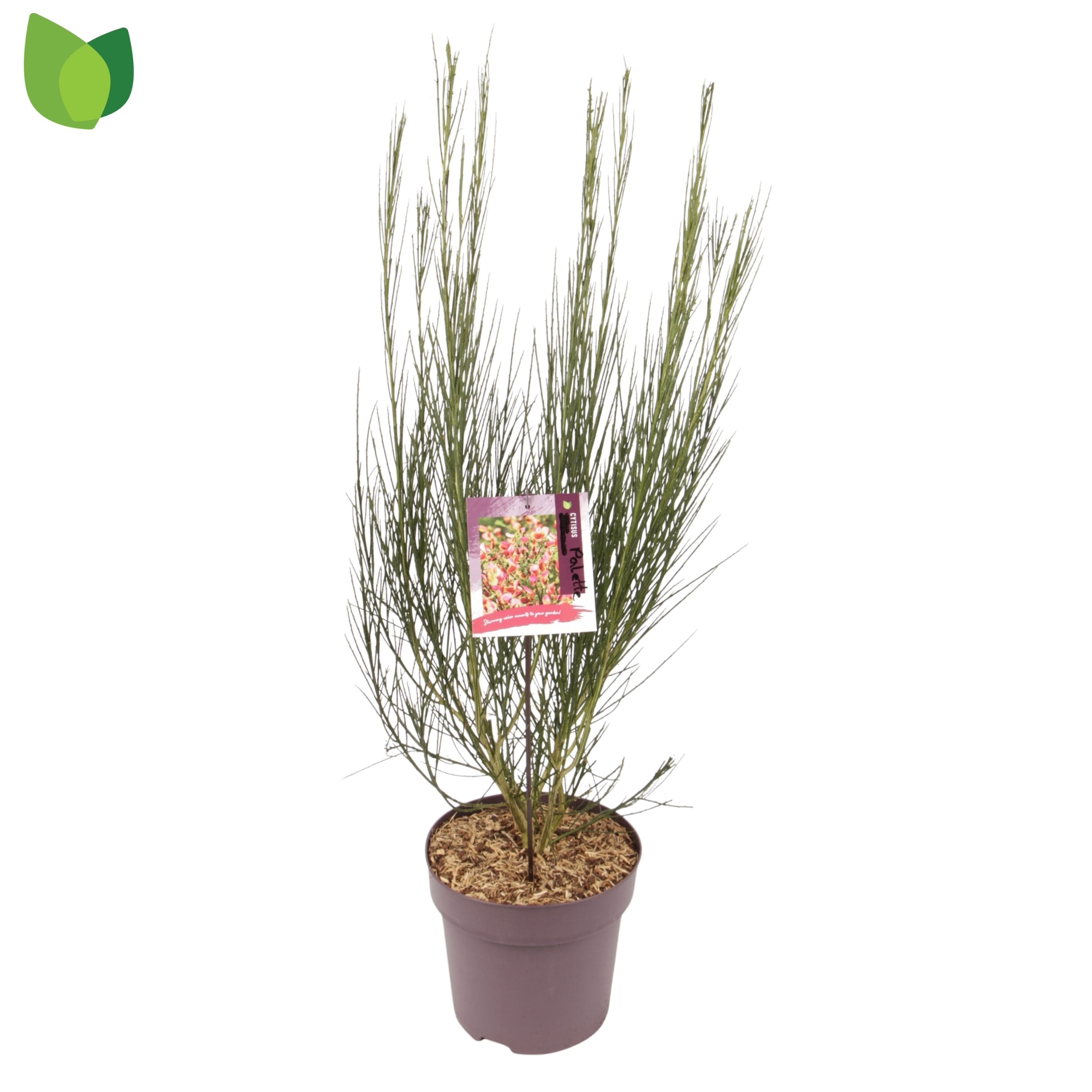 Cytisus 'Palette'