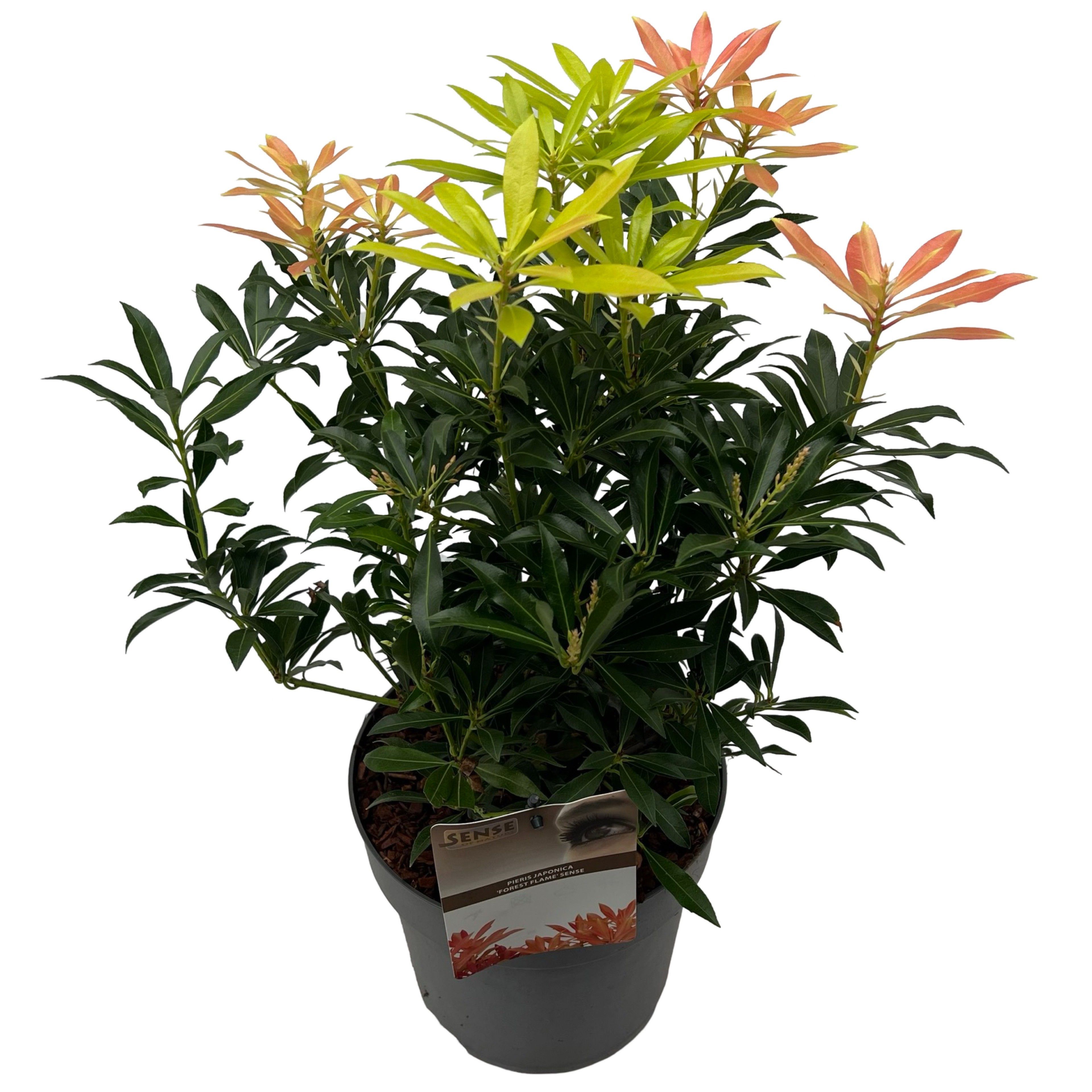 Picture of Pieris jap. 'Forest Flame' sense