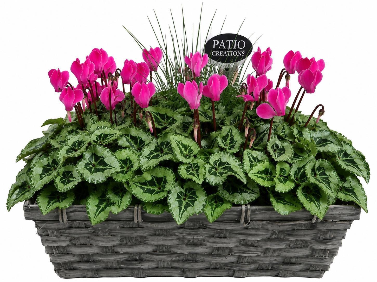 Cyclamen Festuca Bamboo retangle Tim CYF873-9003