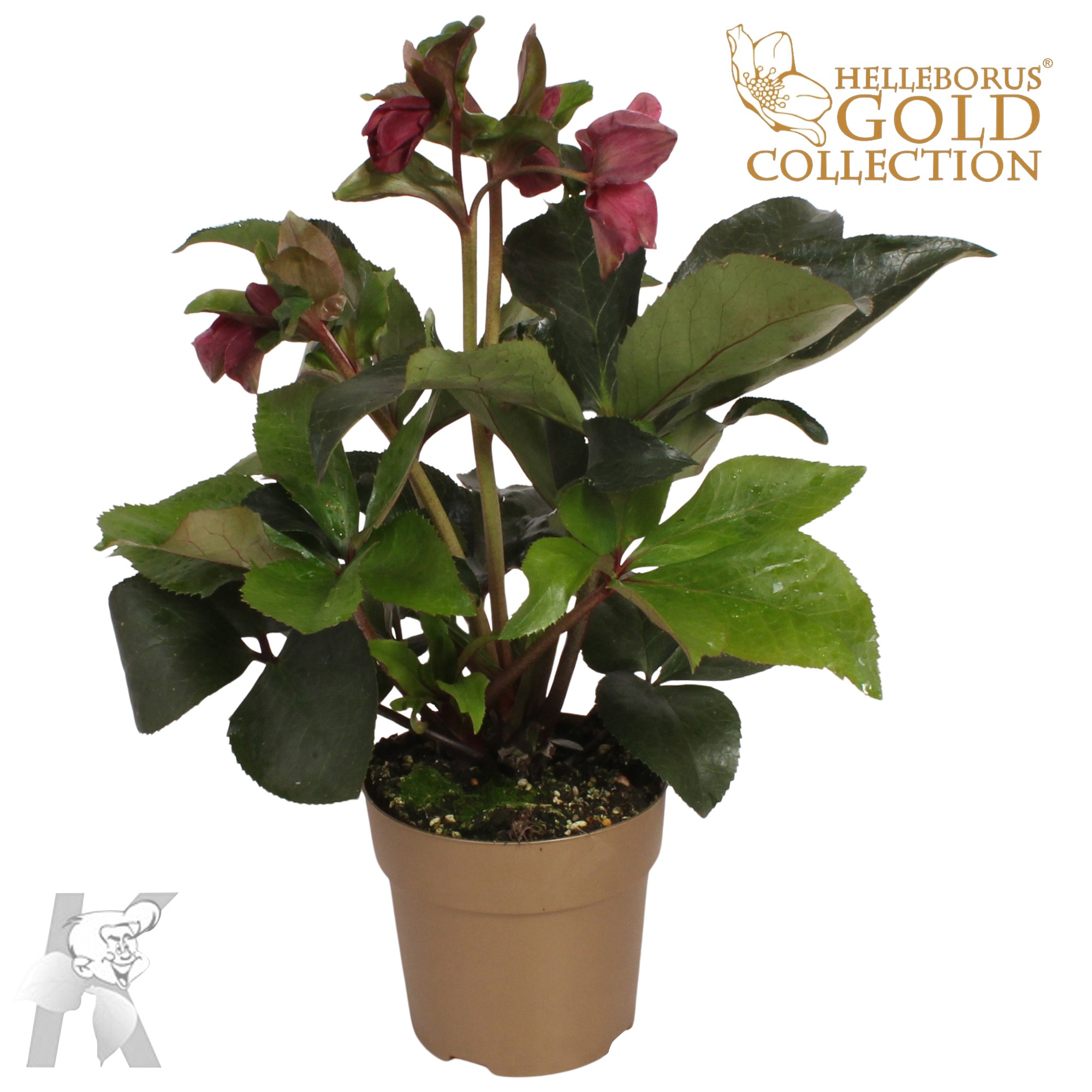 Picture of Helleborus Ice N Roses Early Red in goud P15