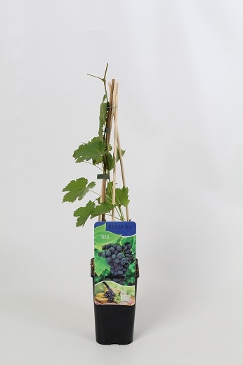 Picture of Vitis mix; 3 varieties grape blauw/rood