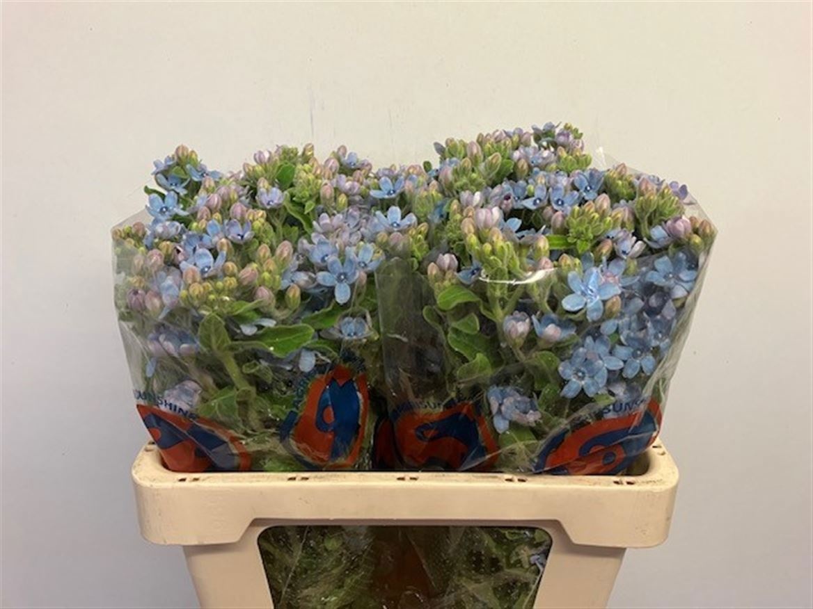 Oxypetal Tan Pur Blu