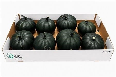 Cucurbita Pepo