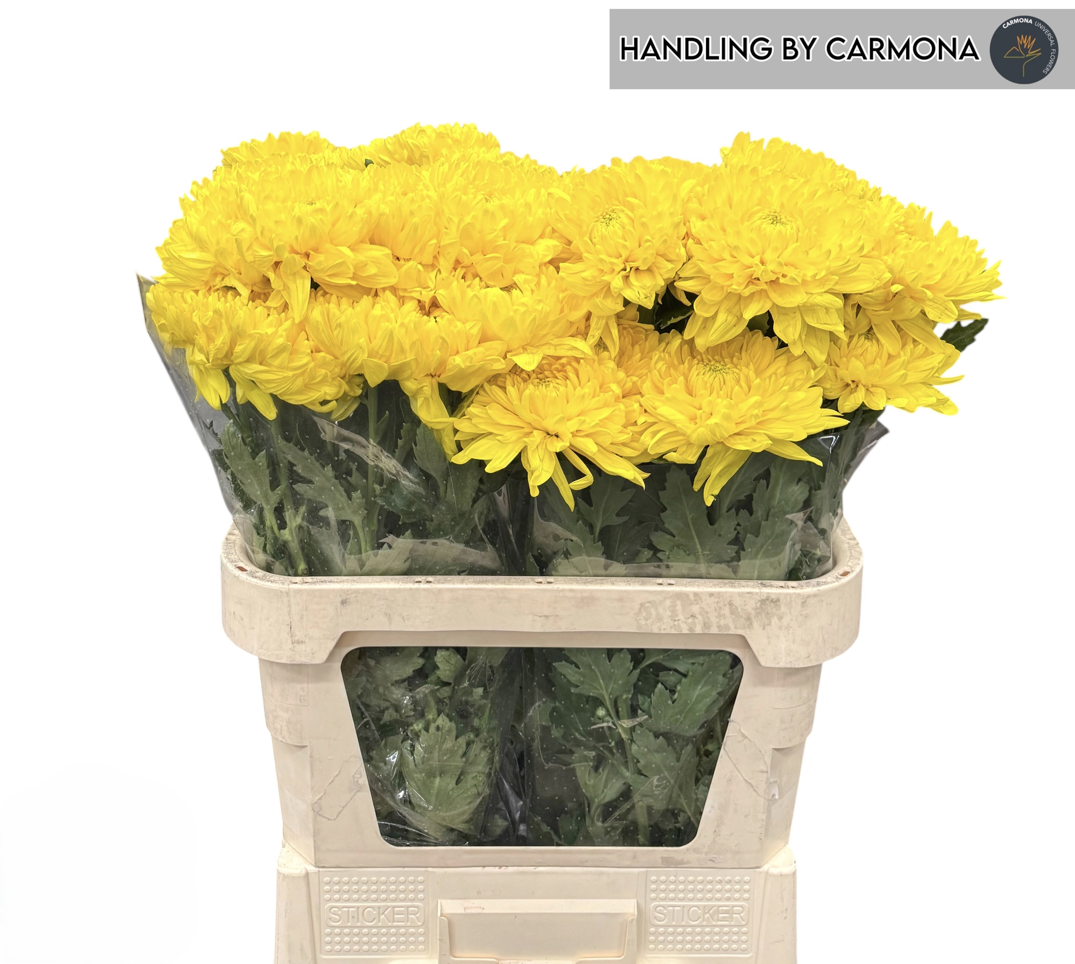 Chrys Single Rossano Yellow 80cm 55gram