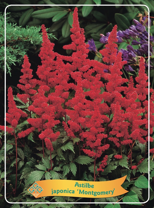 Picture of Astilbe mix 6x10 srt. per shelve P11