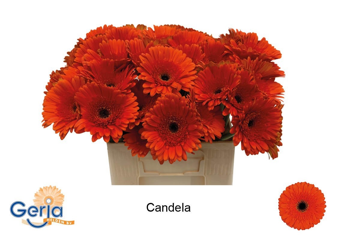 Gerbera Candela