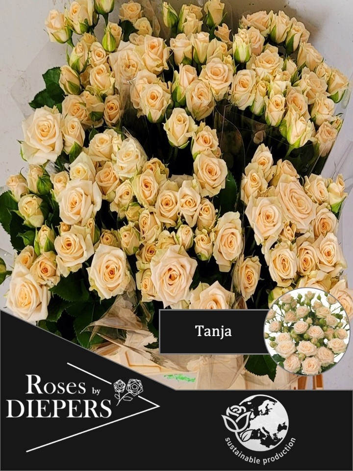 R Tr Tanja