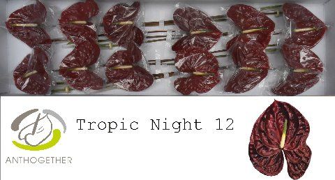 Anth A Tropic Night