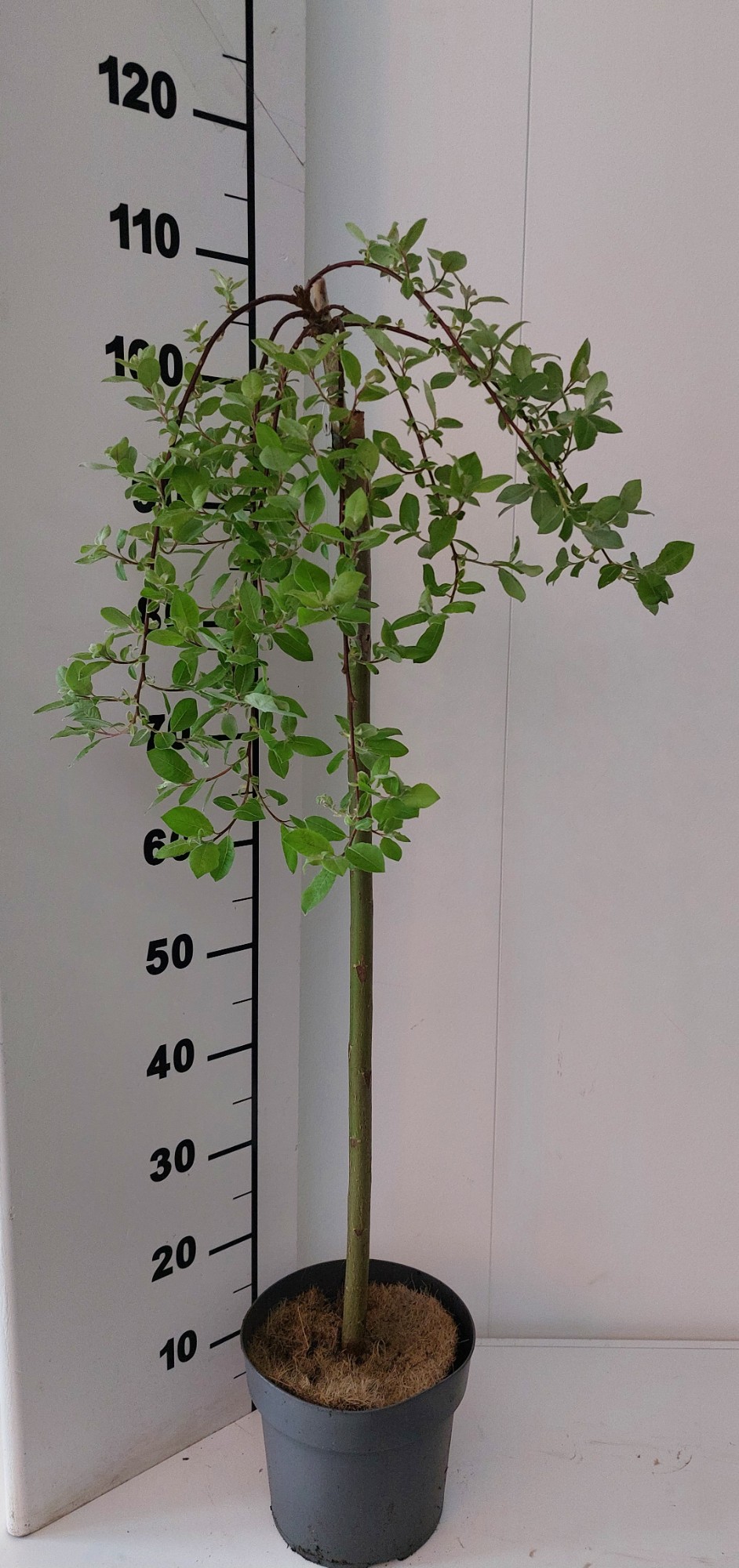 Picture of Salix caprea 'Kilmarnock'