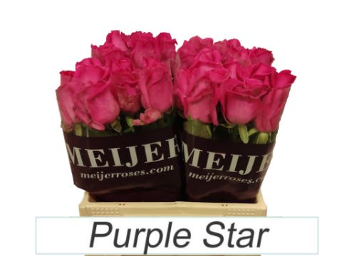 R Gr Purple Star 40cm