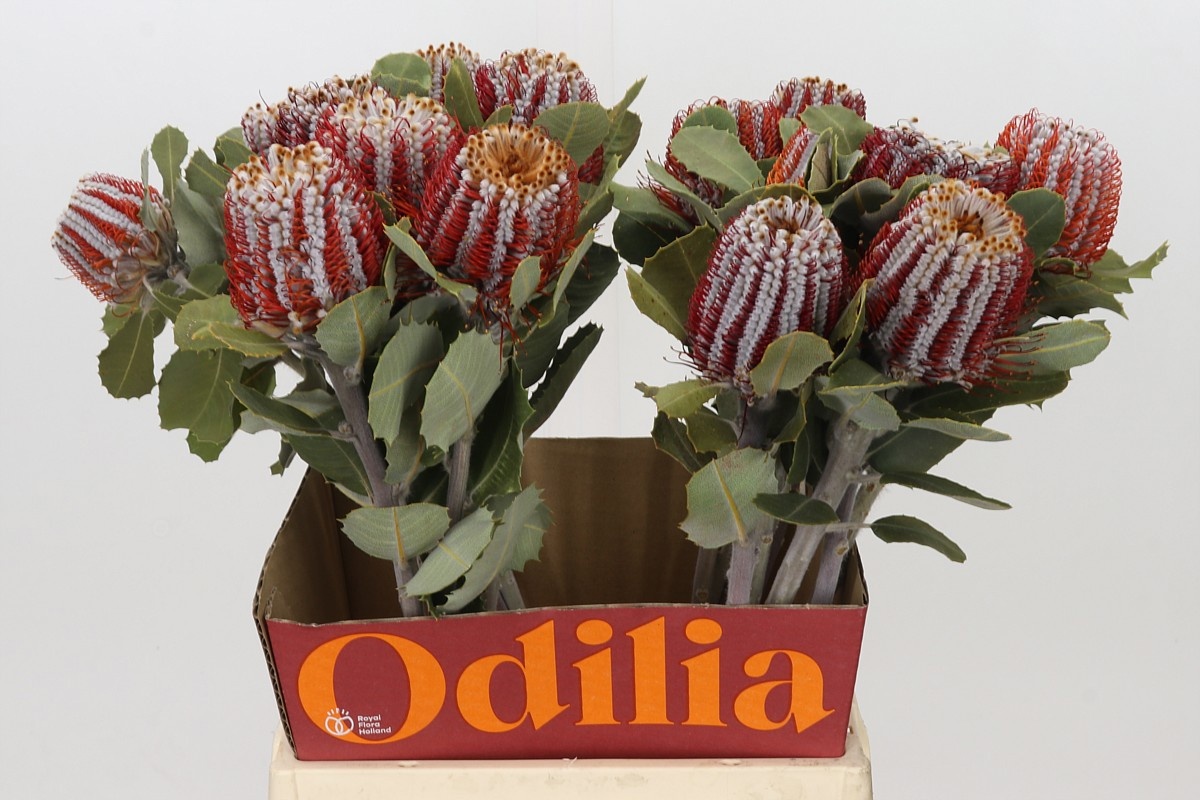 Banksia Coccinea 50cm