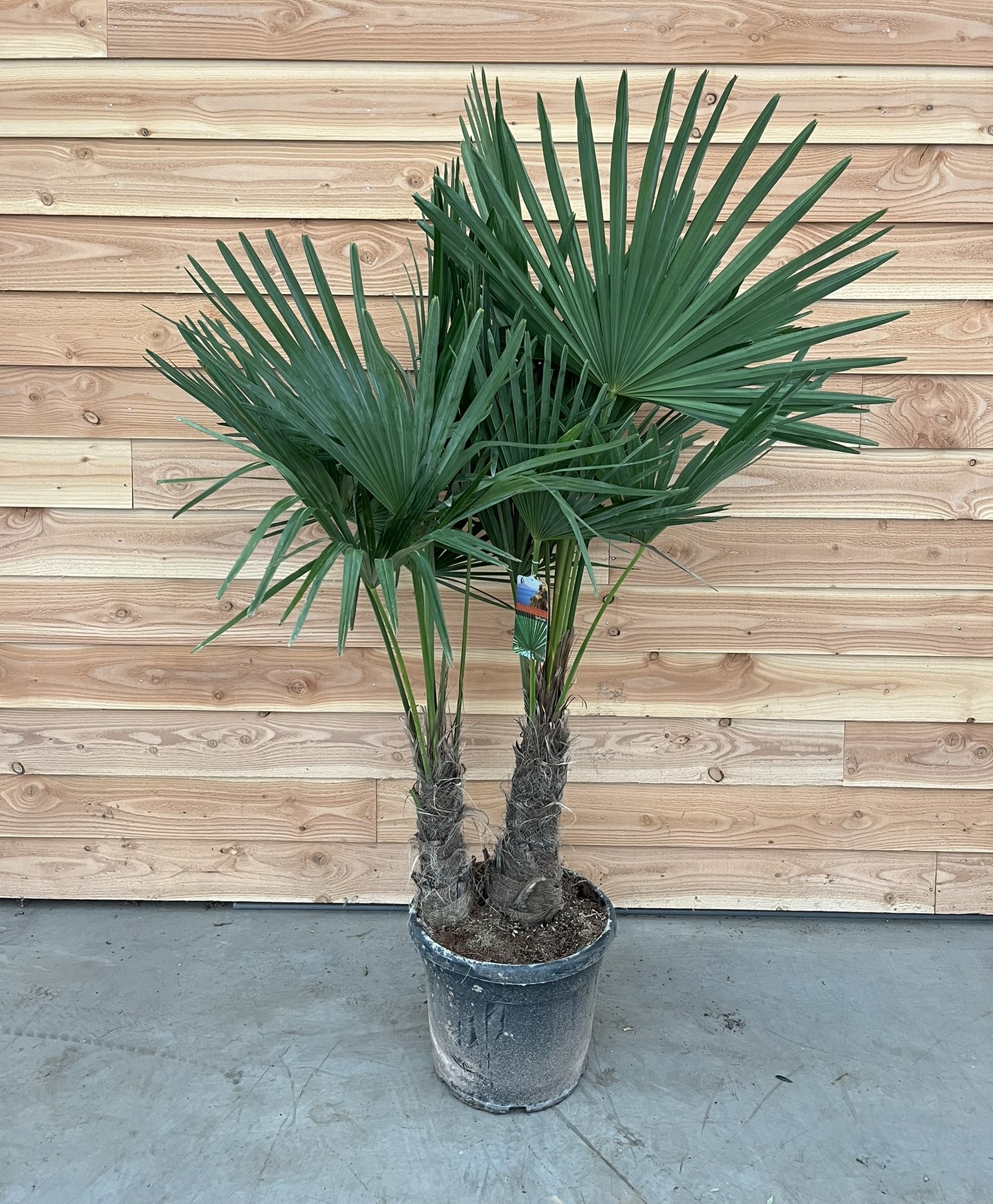 Picture of Trachycarpus fortunei P40-(25-LTR) 180cm