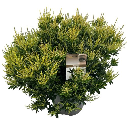 Pieris jap. 'Cupido' sense p27 Asra