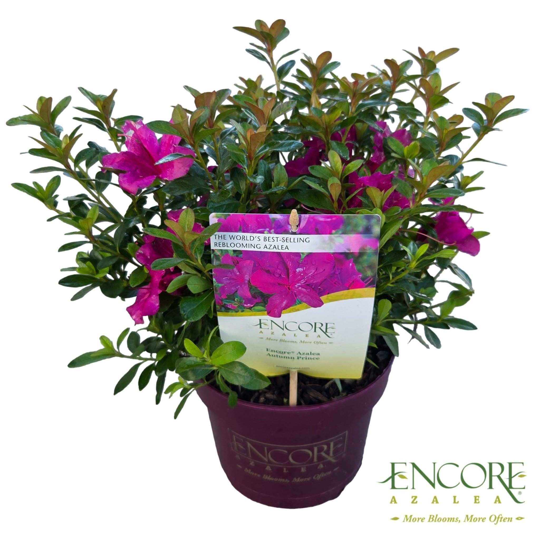Rhododendron Encore® 'Autumn Prince' ('Roblez')