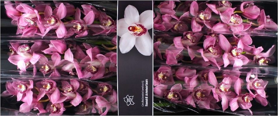 Cymbidium Earl Sky Scraper 80 Cm - 12/15bl