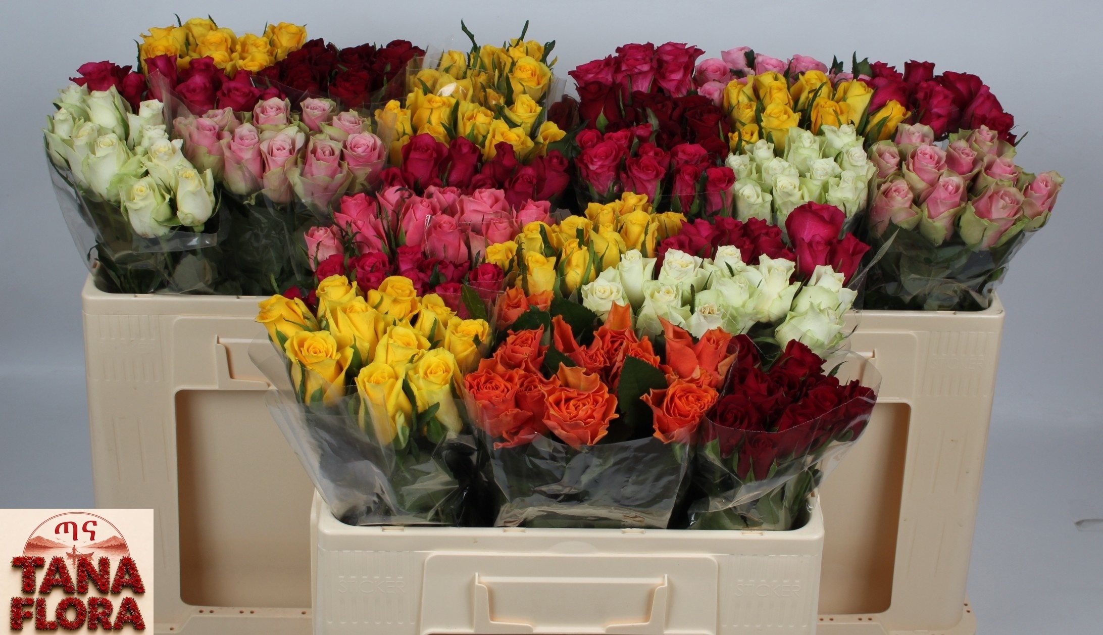 Rosa Sw Mixed In Fust 50cm