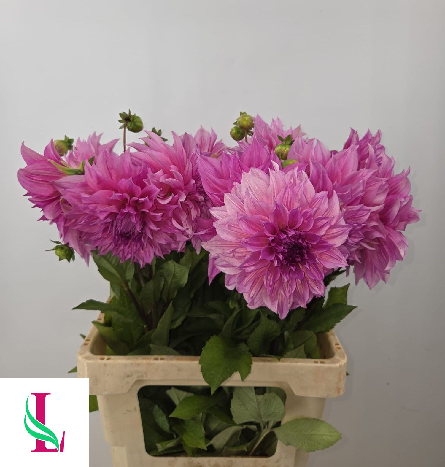 Dahlia Cafe Au Lait Pink 60cm