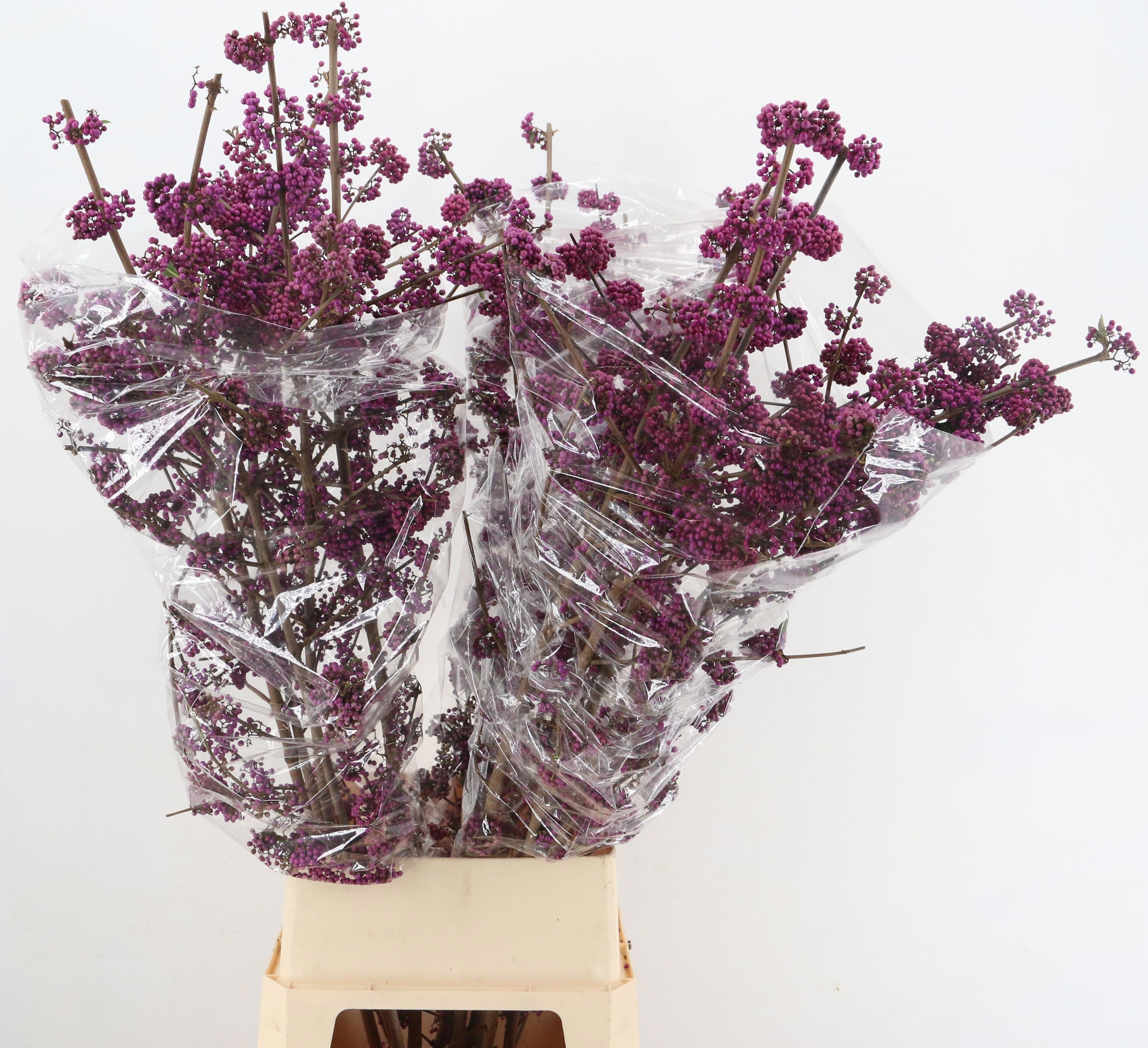 Callicarpa Bod Profu