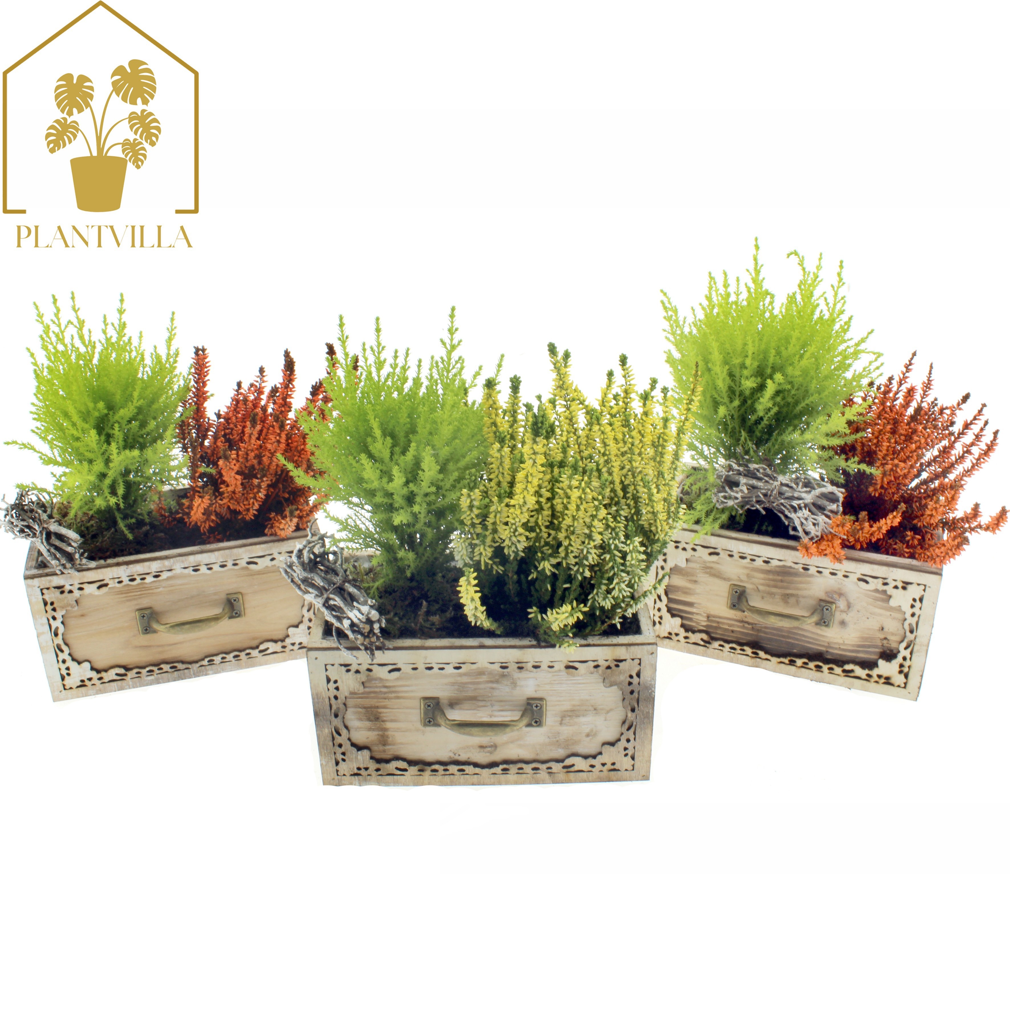 Arr Tuinplanten 20P 30cm 23bloei