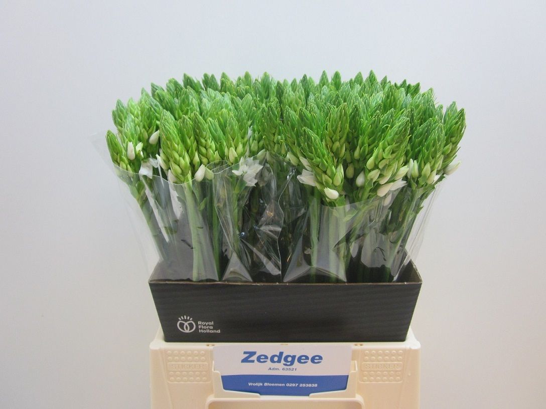 Ornithogalum Thyrsoides 45cm