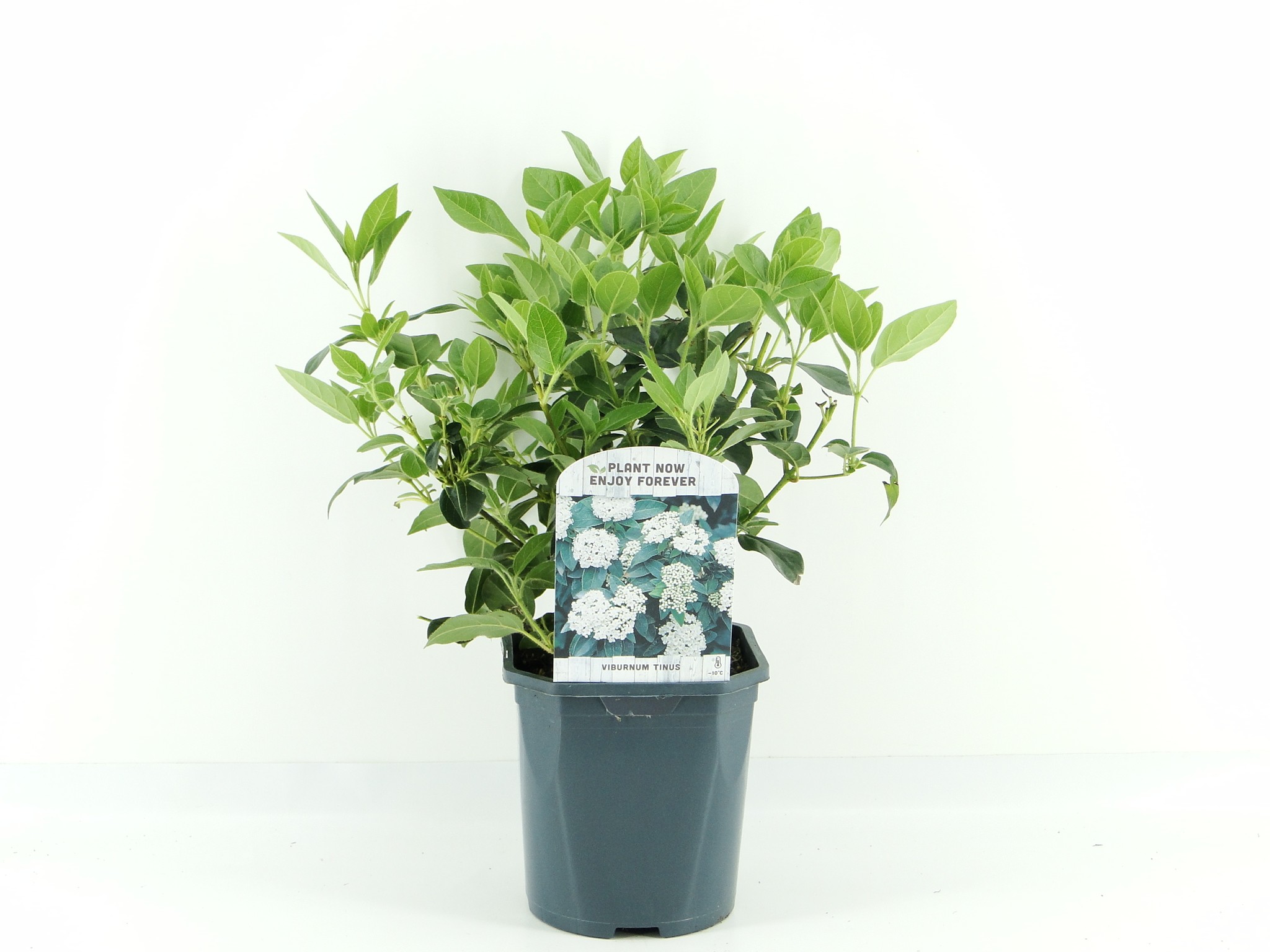 Picture of Viburnum tinus
